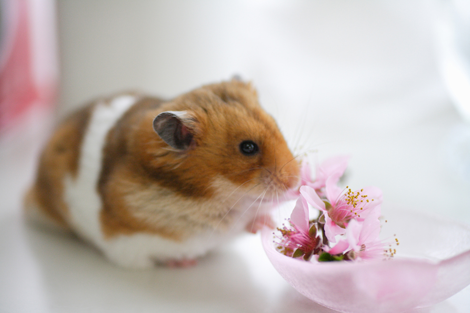 様々な動物に対応可能